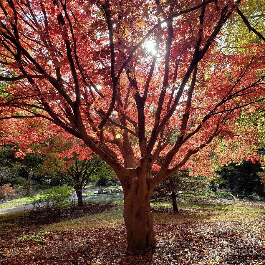 Maple Tree in Autumn Photograph by Anita Adams