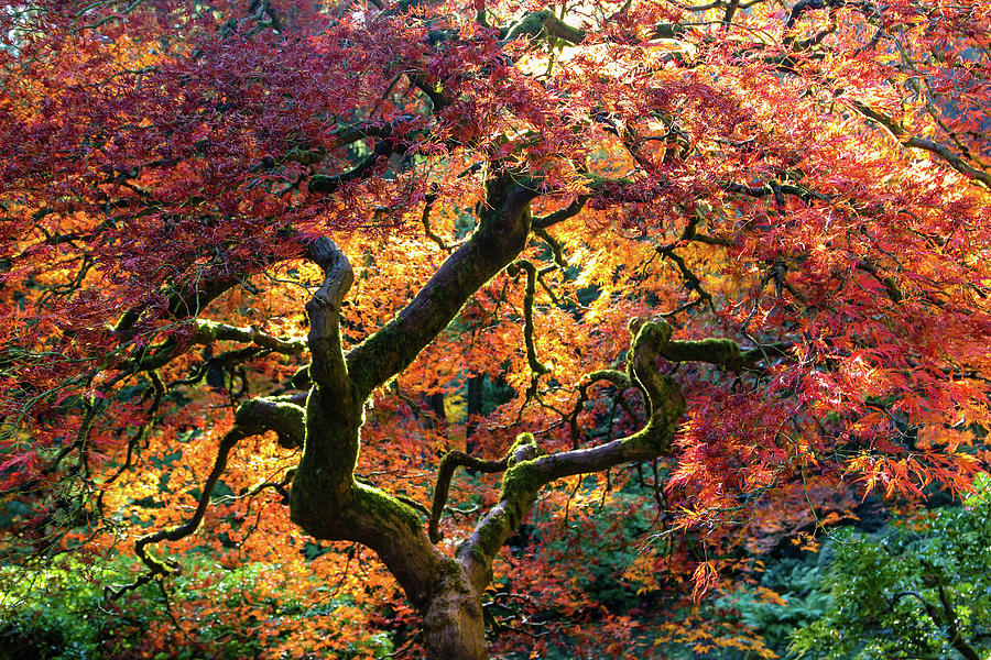 Maple Tree in Fall Photograph by Aashish Vaidya