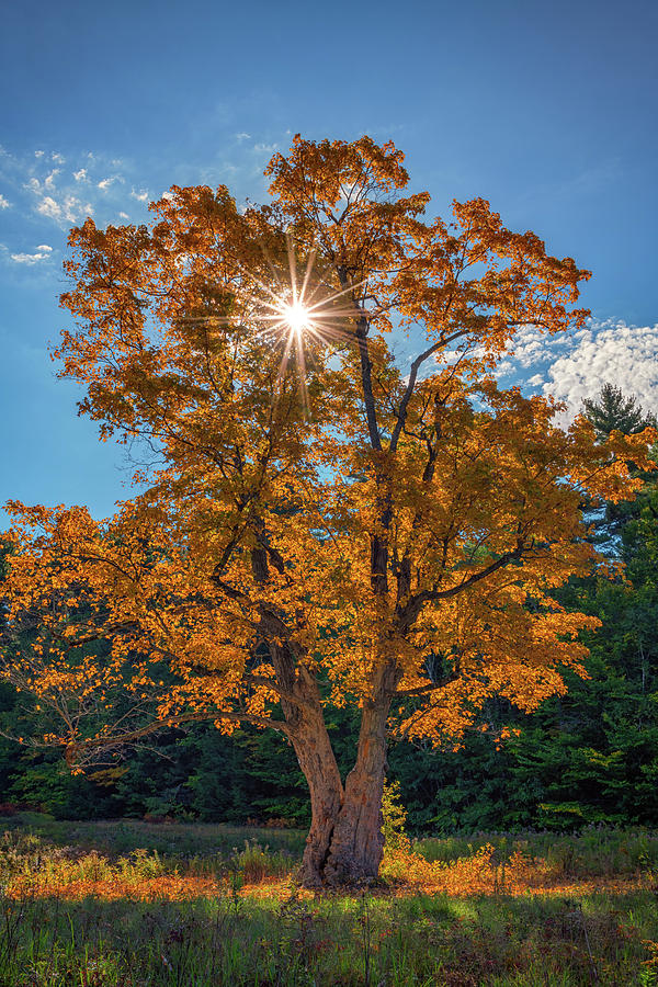 Fall Photograph - Maple Tree in Full Autumn Glory by Rick Berk