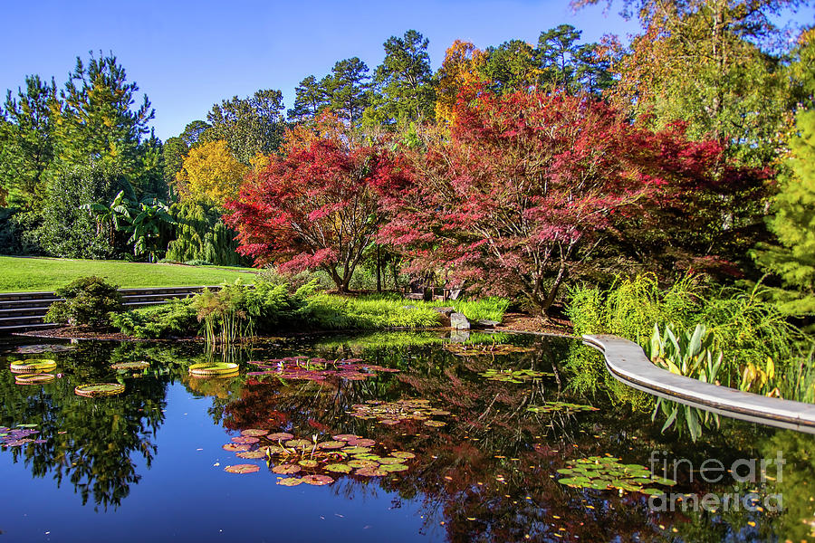 Maple Tree Pond by James Foshee Maple Tree Pond by James Foshee