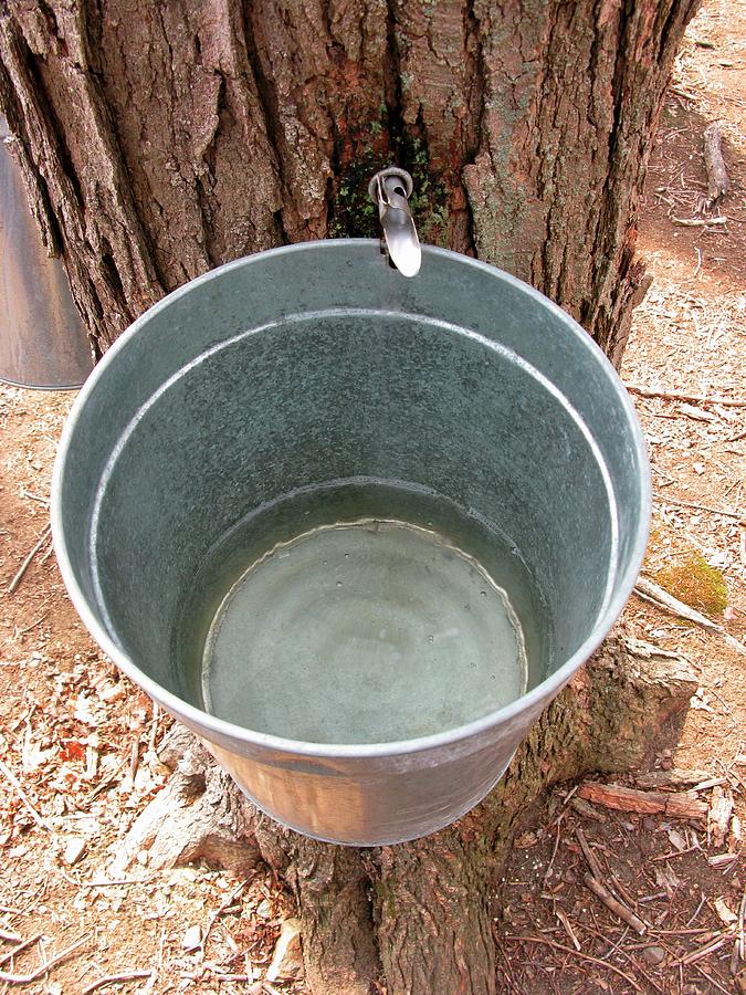 Maple Tree Sap Flowing Into A Bucket Photograph by William Boch