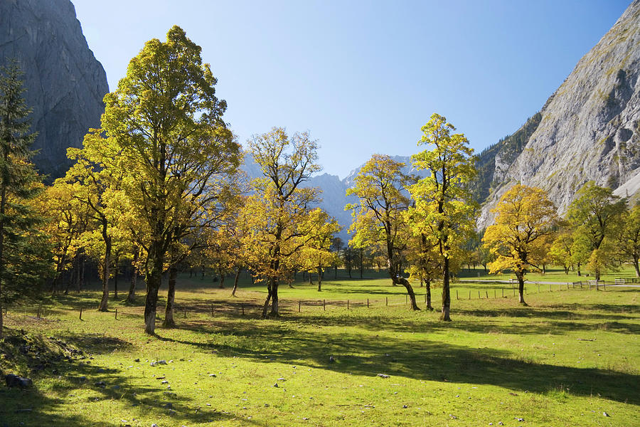 Maple Trees Acer Pseudoplatanus, , Grosser Ahornboden, Eng, Tyrol, Austria Photograph by Konrad Wothe
