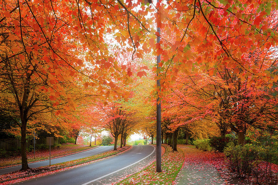Maple Trees Foliage Lined Street during Fall Season Photograph by David Gn