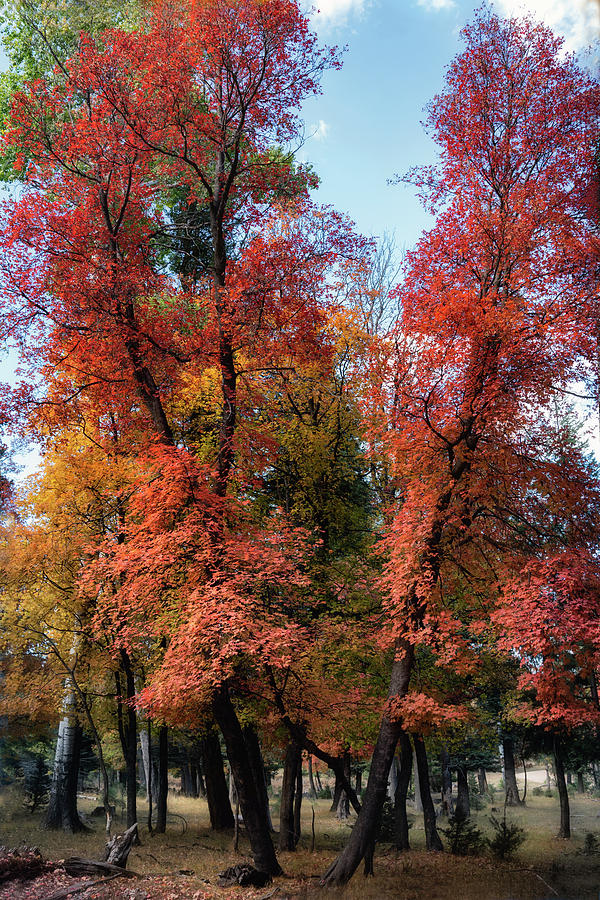 Maple Trees In Autumn Colors  Photograph by Saija Lehtonen