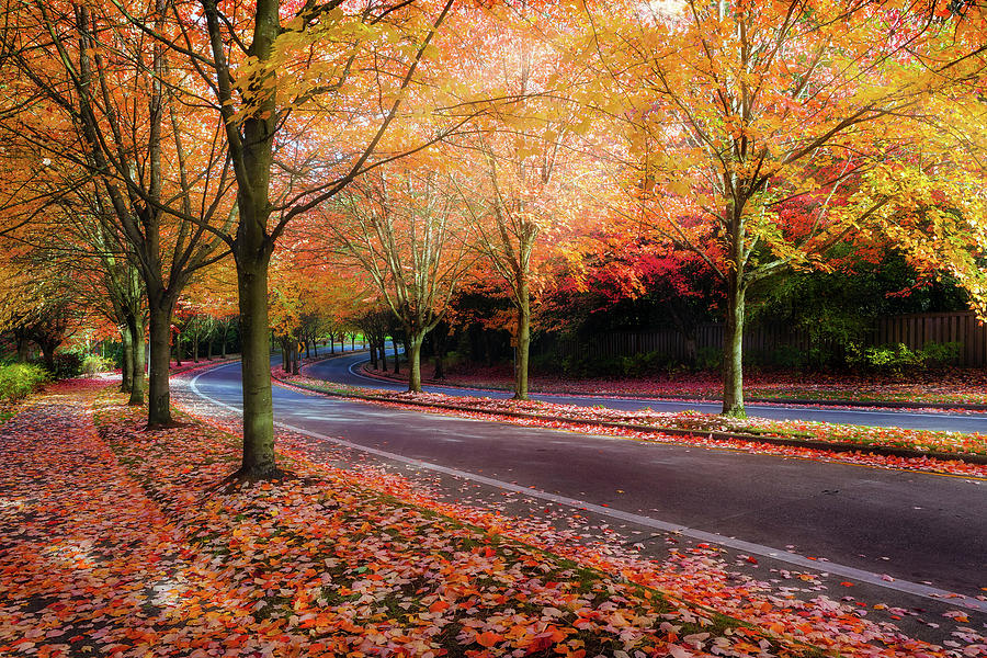 Maple Trees Lined Street during Fall Season Photograph by David Gn
