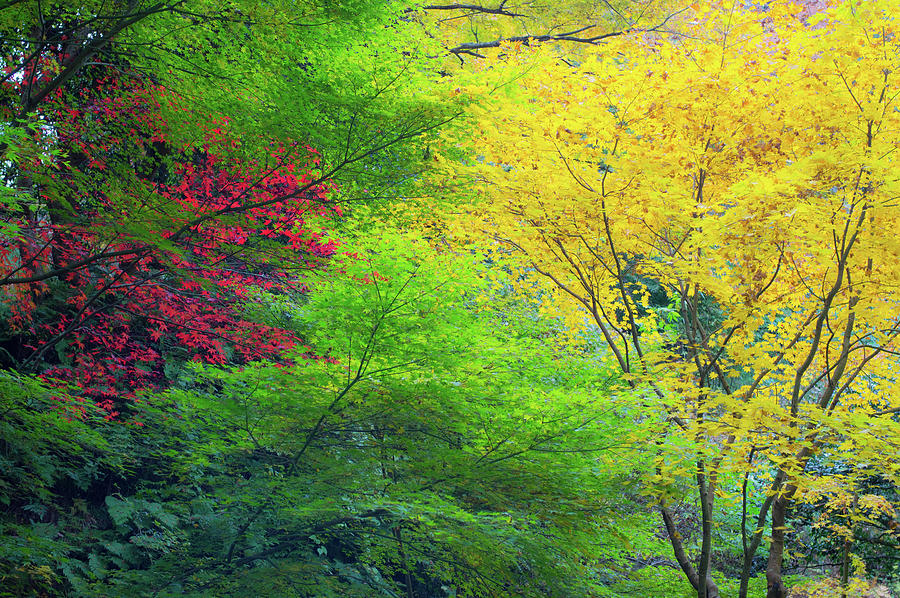 Maple Trees Photograph by Obachyan