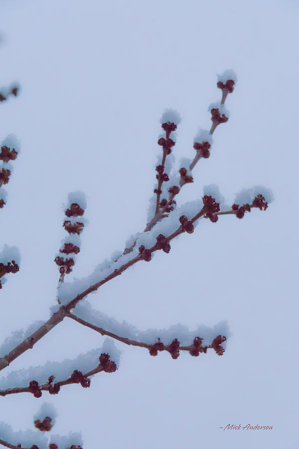 Maple Twigs In Winter Photograph