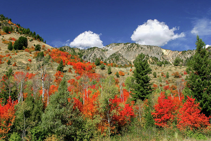 Maples in Bloom Photograph by Ronnie And Frances Howard