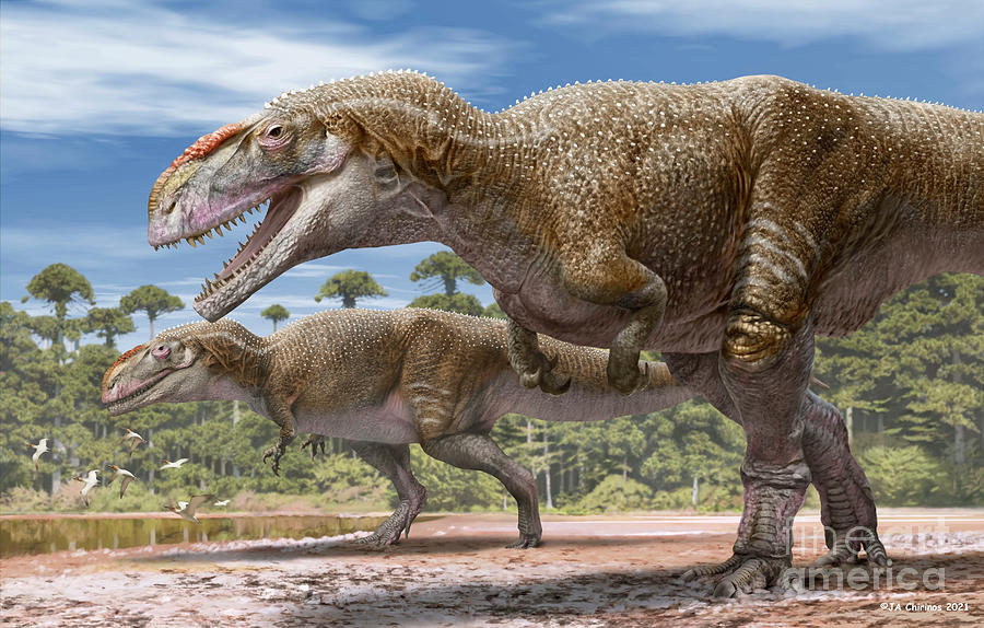 Mapusaurus Dinosaurs Photograph by Jaime Chirinos/science Photo Library ...