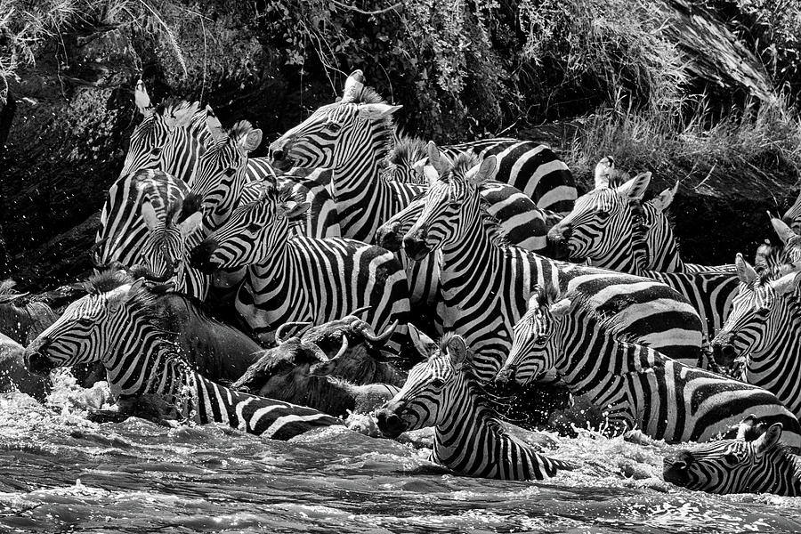 Mara Crossing 1 Photograph by Mark Hunter