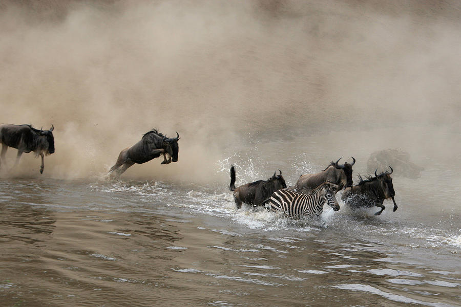 Zebra Photograph - Mara Crossing by Andre Van Huizen