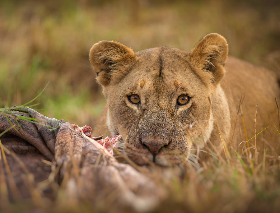 Wildlife Photograph - Mara Lioness by Jaco Marx