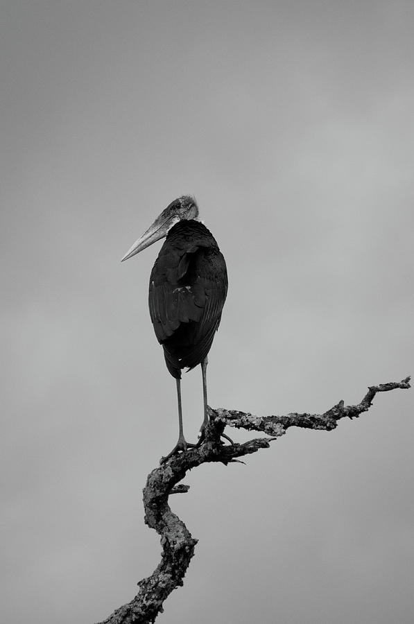 Marabou Stork Photograph by Deniseysl