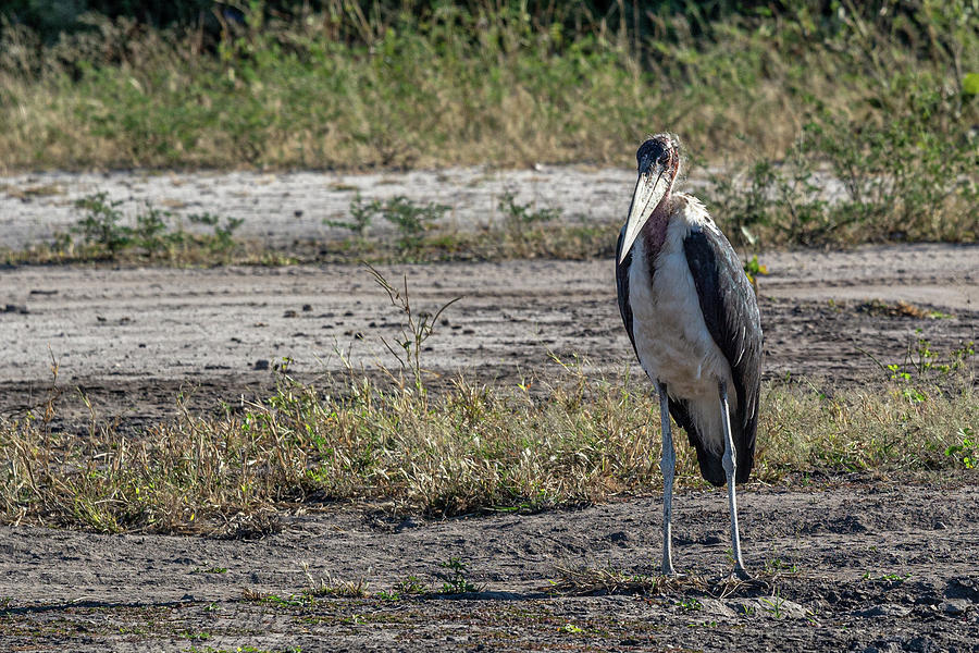 Marabou Stork of Botswana Photograph by Douglas Wielfaert