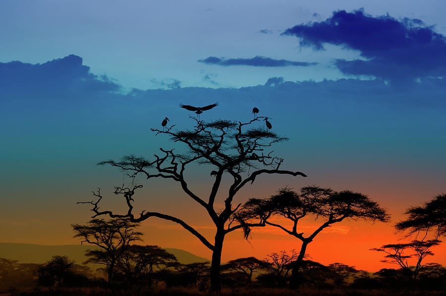 Marabou Storks Landing On A Tree At Photograph by Guenterguni
