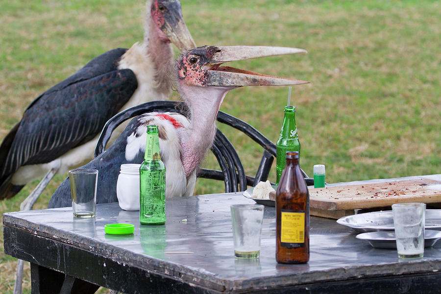 Marabou Storks Scavenging At Restaurant Photograph by Ivan Kuzmin