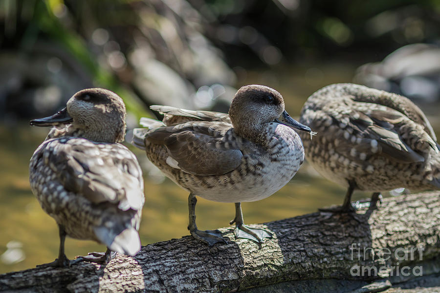 Duck Photograph - Marbled Ducks by Eva Lechner
