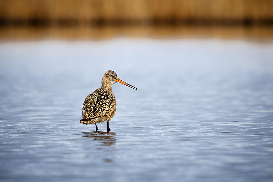Marbled Godwit Photograph by Alex Zhao