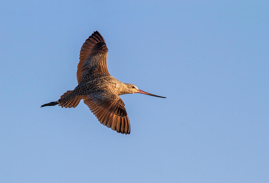 Marbled Godwit Flying In Blue Sky Photograph by Ivan Kuzmin
