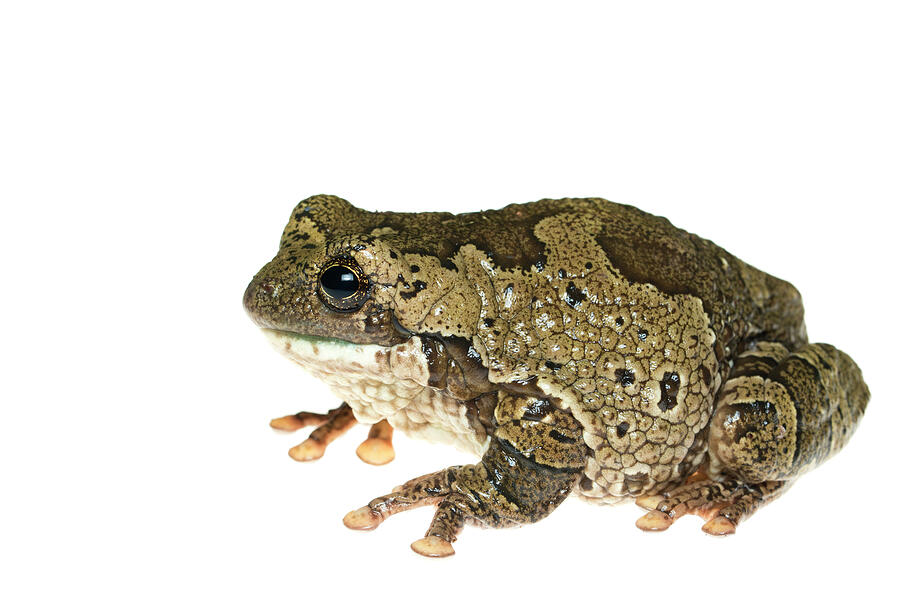 Marbled Tree Frog Captive, Occurs In South And Central Photograph by ...