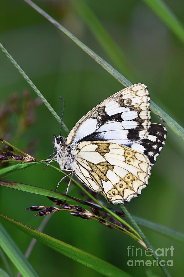 Marbled White Butterfly At Rest Photograph by Colin Varndell/science Photo Library