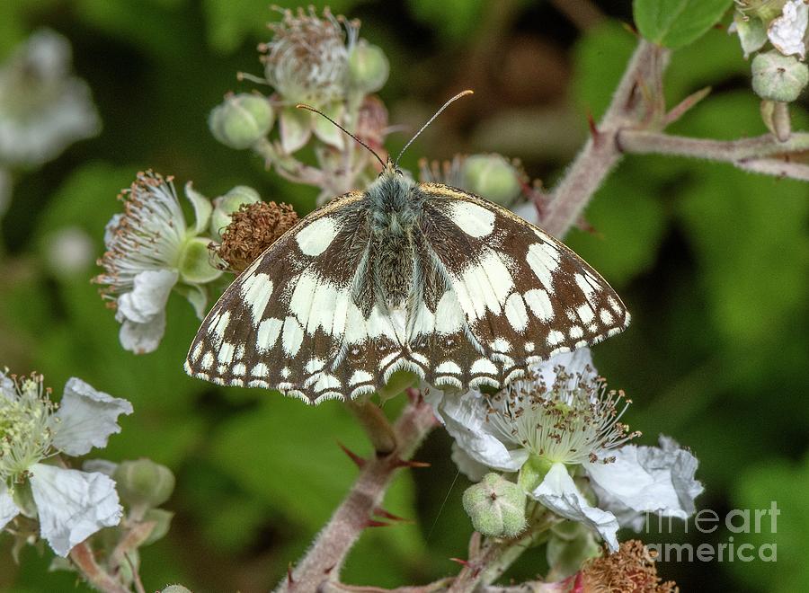 Marbled White Butterfly Photograph by Bob Gibbons/science Photo Library