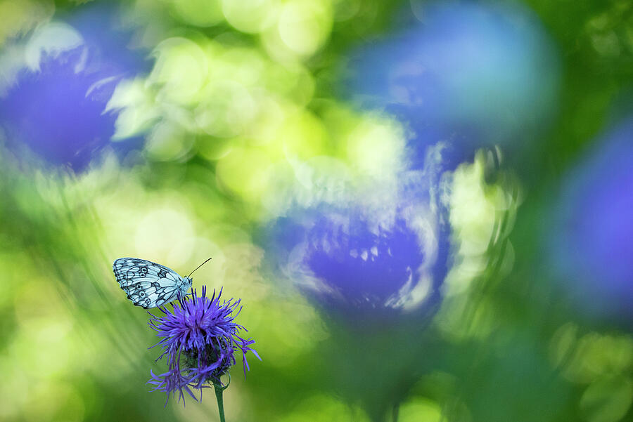 Wildlife Photograph - Marbled White Butterfly On Knapweed, With Soft Focus Bokeh by Edwin Giesbers / Naturepl.com
