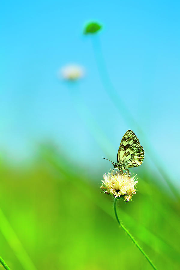 Marbled White Butterfly Pollinating Photograph by Pawel.gaul