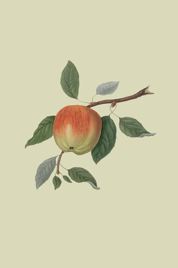 March Apple Painting by William Hooker