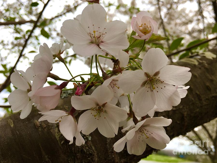 March Cherry Blossoms Photograph by Eunice Warfel
