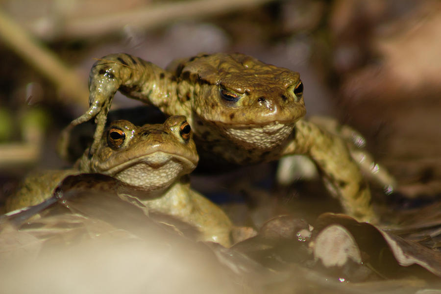 March for Survival. Common frogs walking on top of each other ...