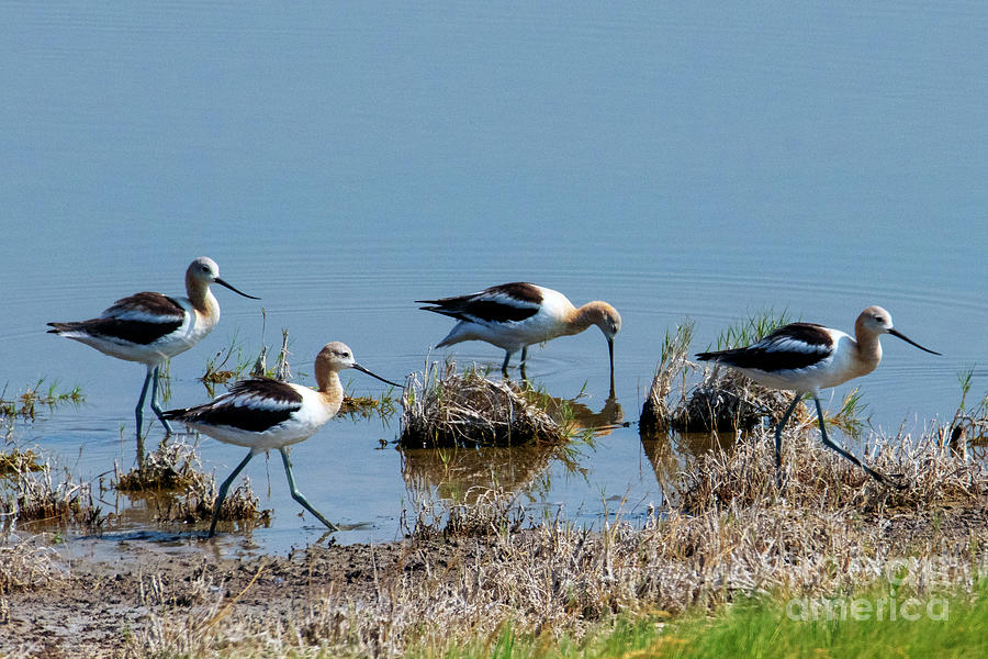 March Of The Avocets Photograph