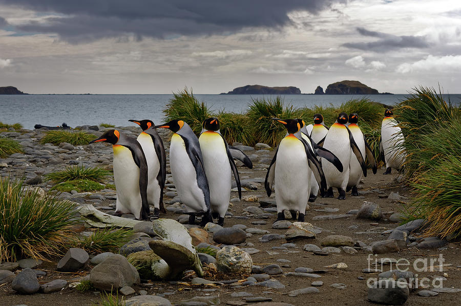King Penguins Walking on Beach at South Georgia Island Photograph by Tom Schwabel