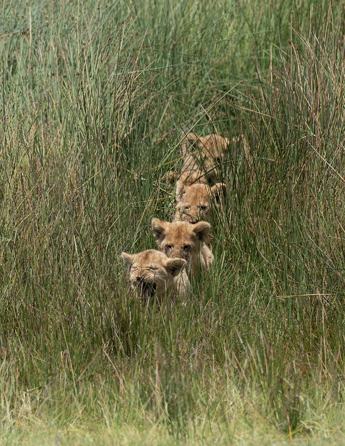 Follow the Leader Photograph by Patrick Nowotny