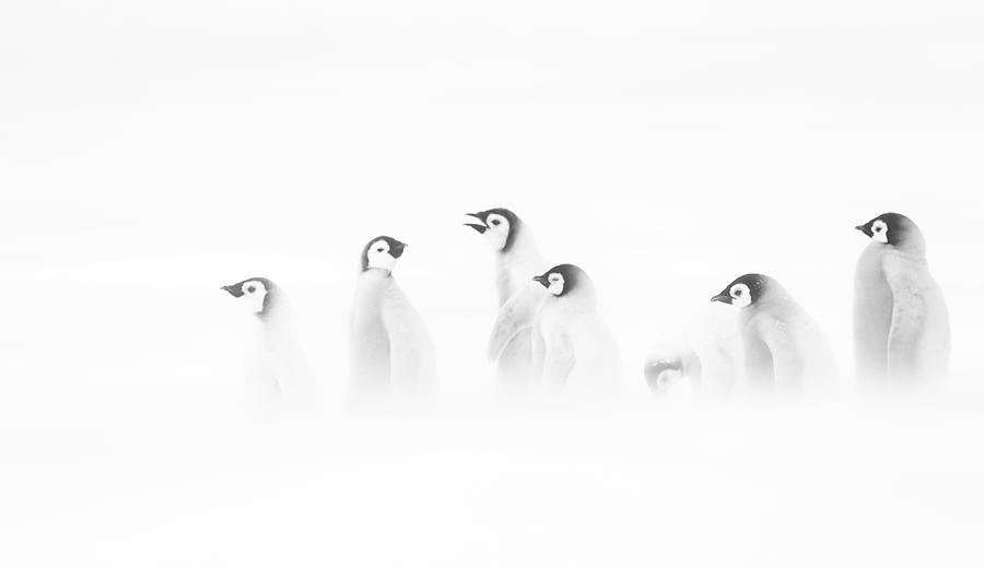 Penguin Photograph - Marching Together No Matter What! by Liwen Tao