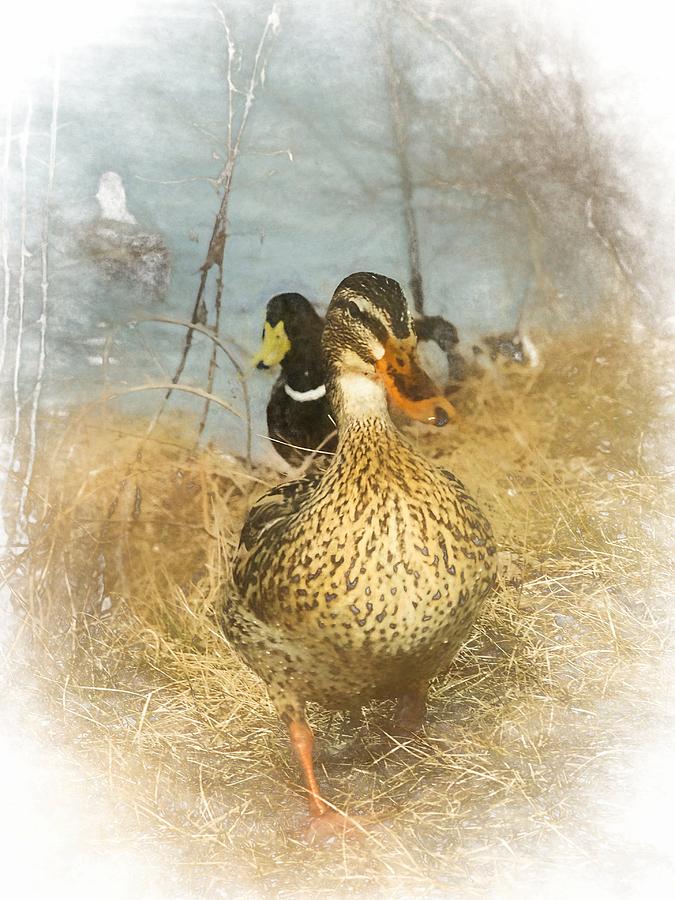Marching Waterfowl Chalk Smudge Photograph by Don Northup
