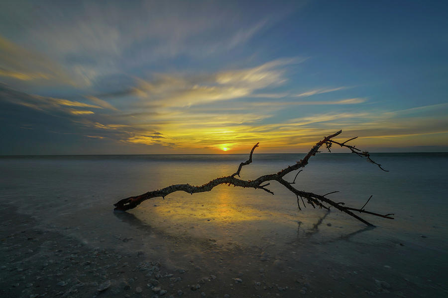 Marco Island Drfitwood sunset Photograph by Joey Waves