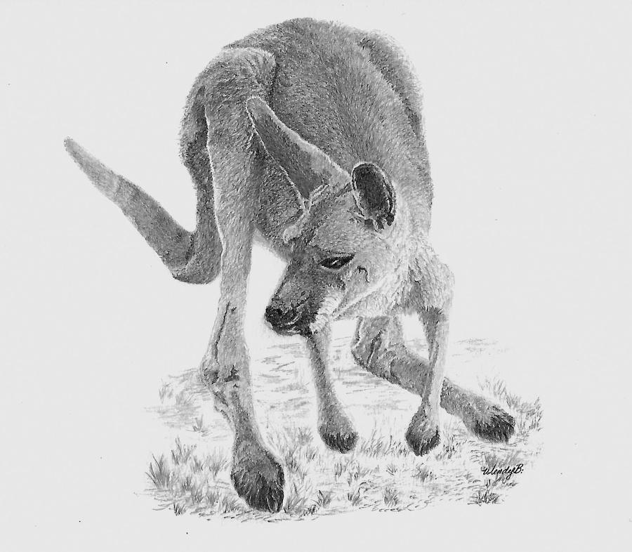 Kangaroo Drawing - Marco by Wendy Brunell