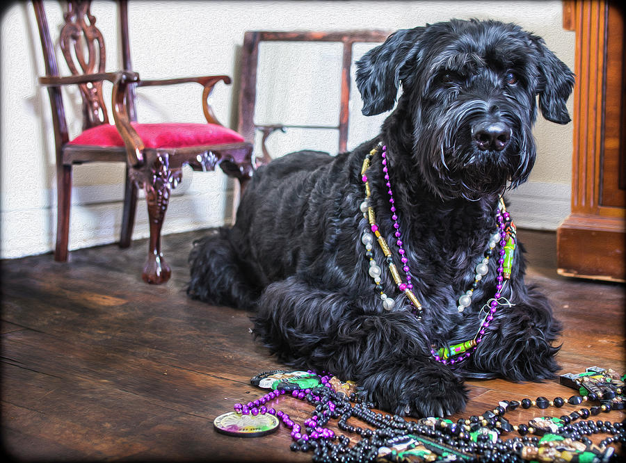 Mardi Gras Dog by SL Ernst Mardi Gras Dog by SL Ernst