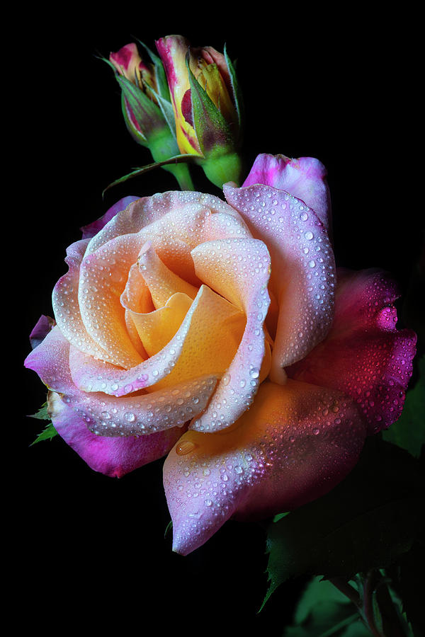Mardi Gras Rose Portrait Photograph by Jonathan Hansen