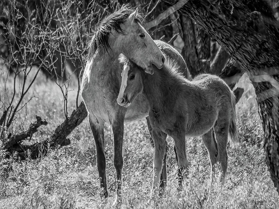 Mare and Colt BW Photograph by Teresa Wilson