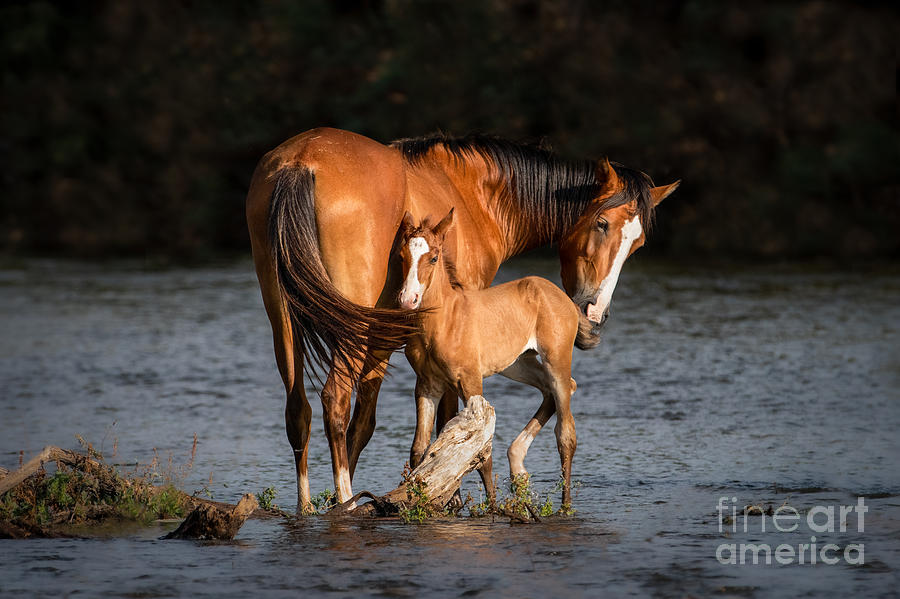 Mare and Foal at the River Photograph by Lisa Manifold