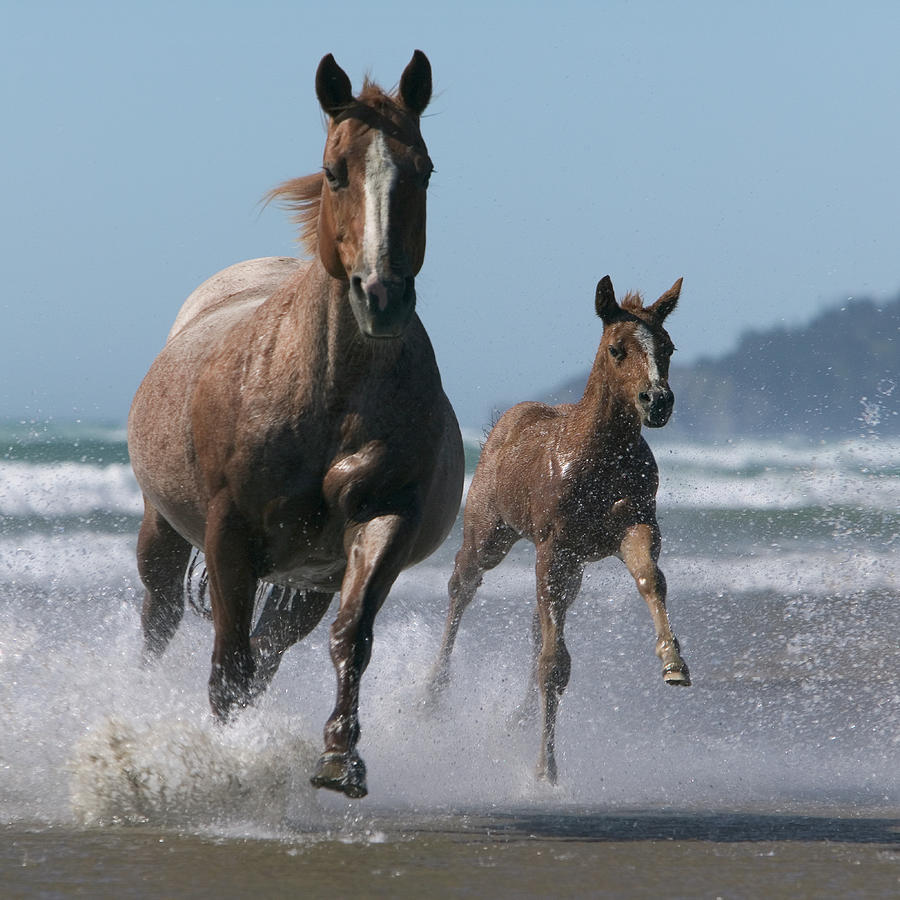 Mare And Foal Equus Caballus Running Photograph by John Giustina