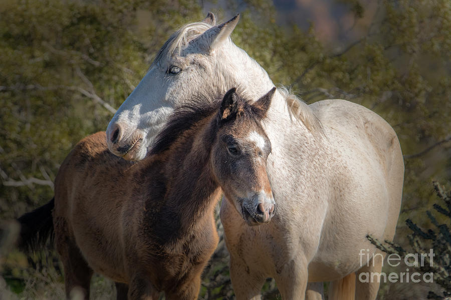 Mare and Foal by Lisa Manifold Mare and Foal by Lisa Manifold