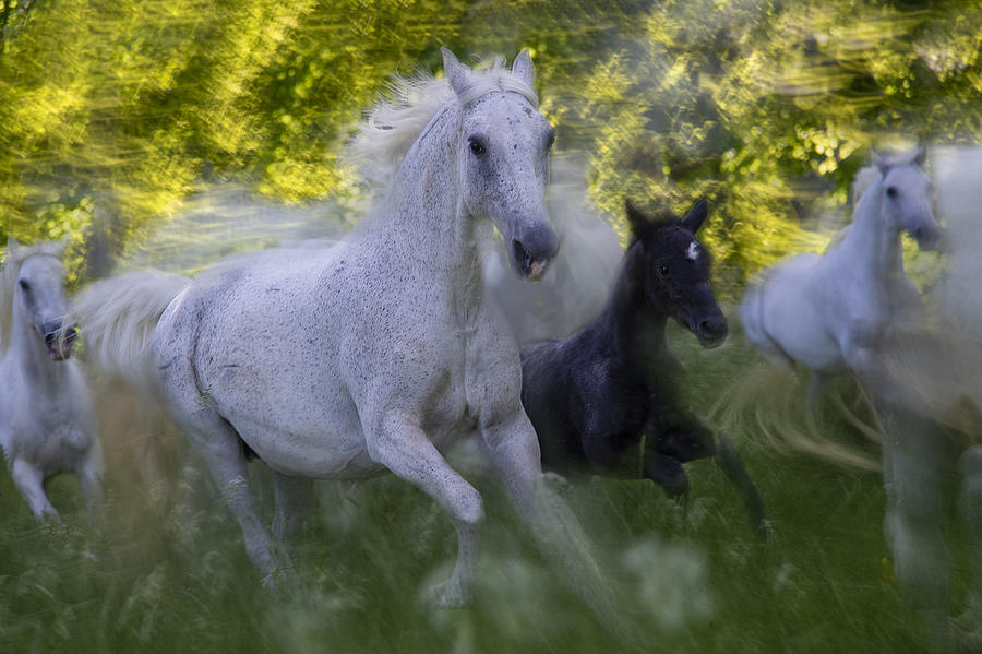 Animal Photograph - Mare And Foal by Milan Malovrh