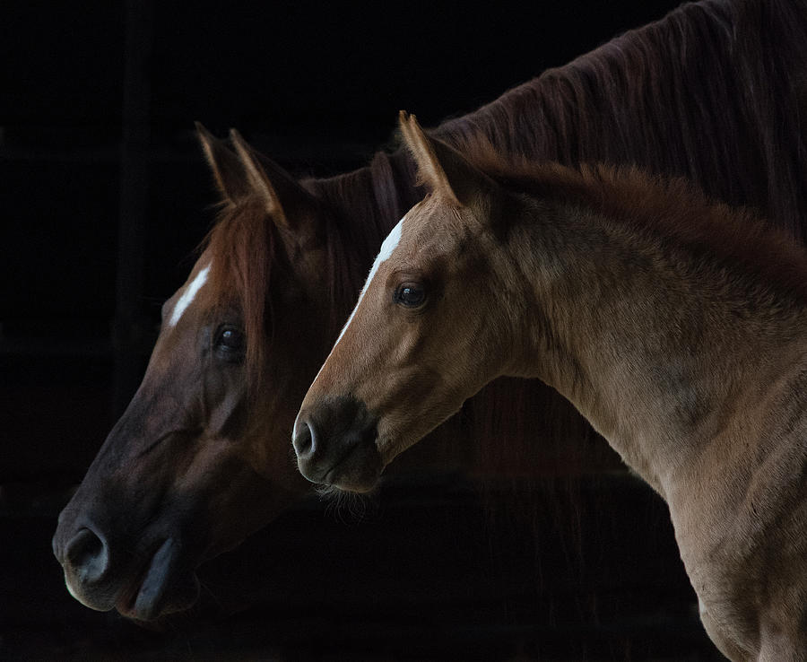 Mare and Foal Photograph by Patricia Teel