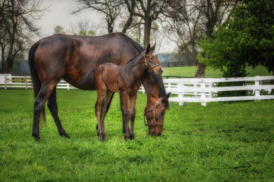 Horse Photograph - Mare And Foal Together by Galloimages Online