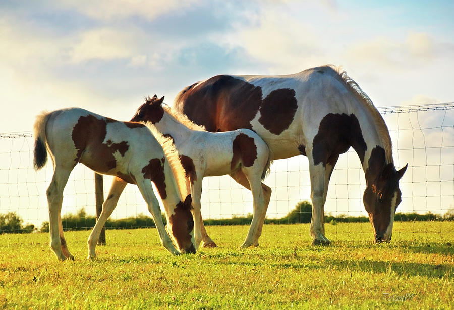 Mare And Foals Grazing Photograph by Rosanemiller Photography