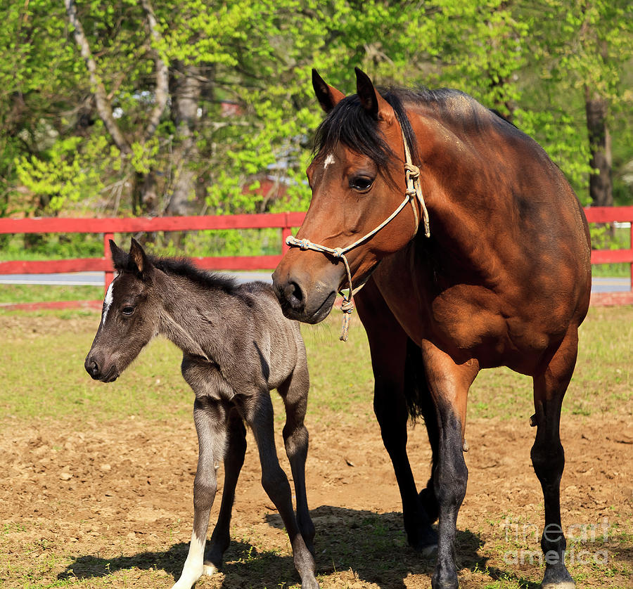 Mare Horse and Colt Photograph by Jill Lang