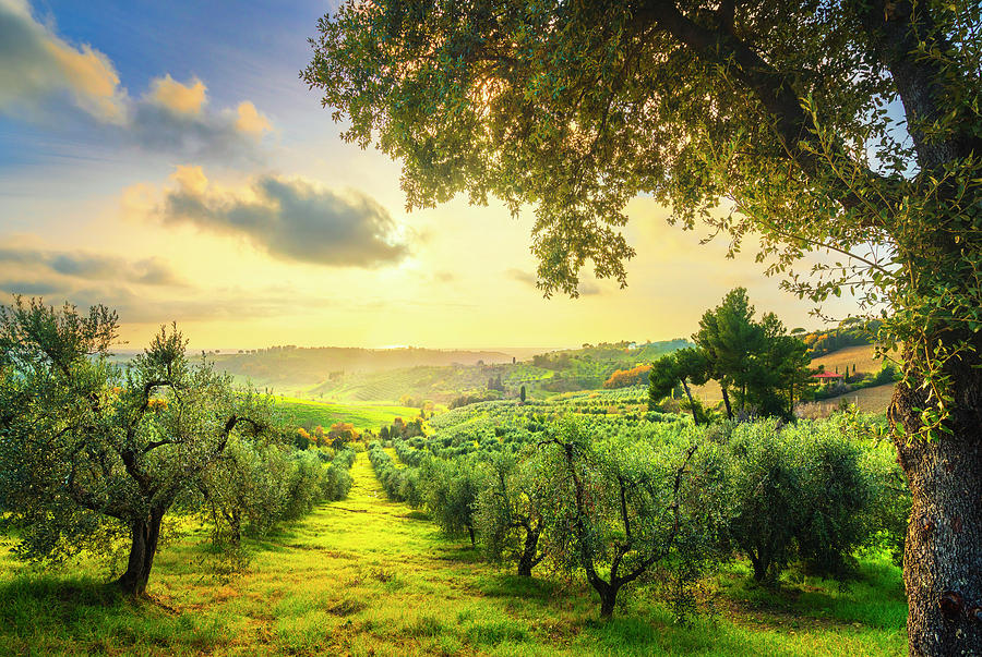 Maremma countryside panorama and olive trees on sunset. Casale M Photograph by Stefano Orazzini